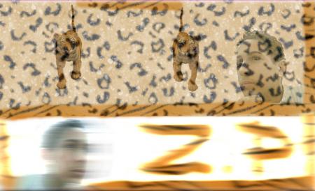 tigre Z.P