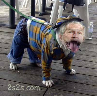 voiçi un chien pas comme les autre