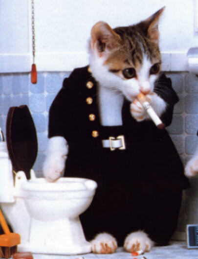 tres tres tres bon chat
