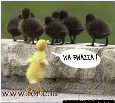 iwa salek m3ahoume