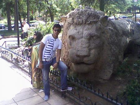 lion d'atlas